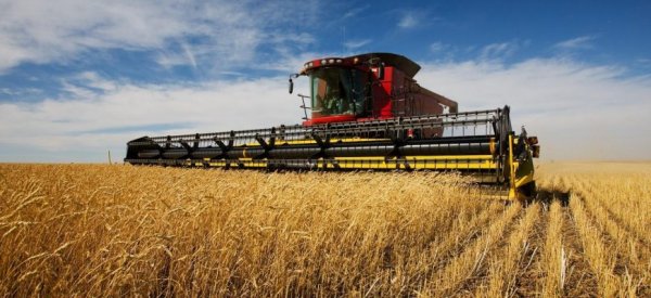 Намолот зерновых в России перешагнул 60 миллионов тонн - «Общество»