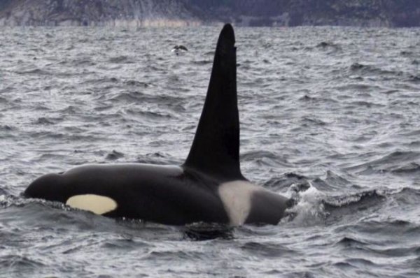 Одну из косаток из «китовой тюрьмы» заметили в группе диких сородичей | Природа | Общество - «Происшествия»