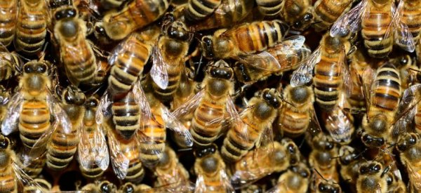 «Пчелиный апокалипсис» угрожает продовольственным кризисом - «Новости дня»