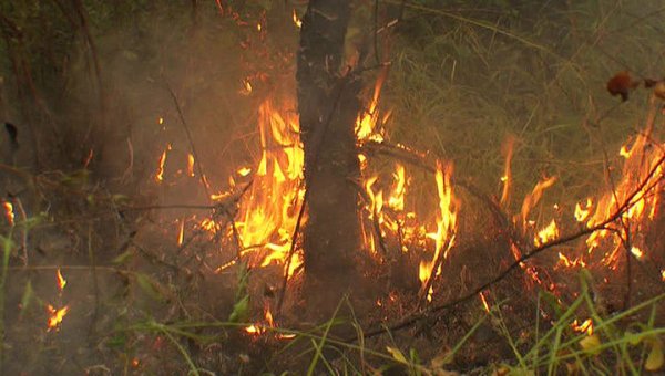 Площадь лесных пожаров в России уменьшилась более чем вдвое - «Новости дня»