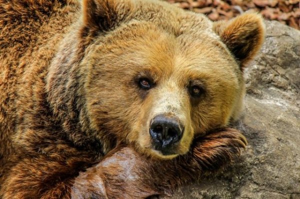 Под Хабаровском пенсионерка сутки стояла в трясине, пугая медведя рычанием | Происшествия - «Происшествия»