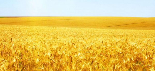 Получить рекордный урожай пшеницы Украине помешала летняя жара - «Культура»