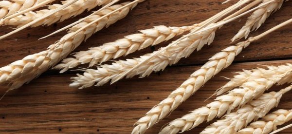 Россия возобновила экспорт пшеницы на Мадагаскар - «Новости дня»