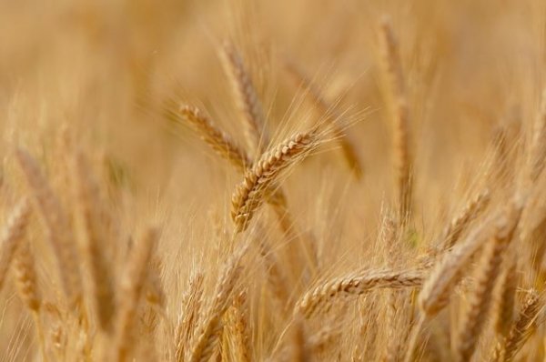Российские ученые создали диетический сорт пшеницы | Наука | Общество - «Политика»