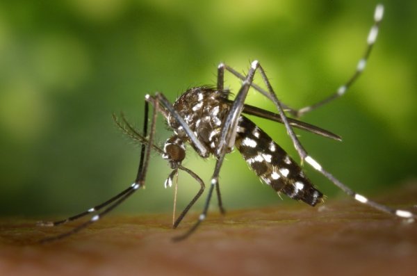 Россию из-за глобального потепления наводнили смертельно опасные комары