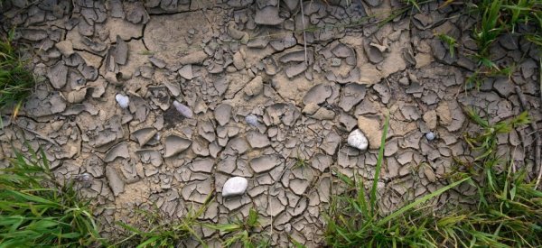 Третий район в Забайкалье объявил о режиме ЧС из-за гибели посевов от засухи - «Здоровье»