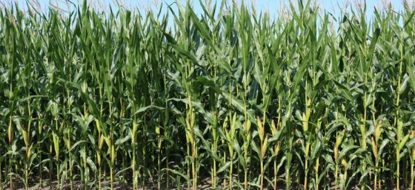 Трейдеры обследуют поля, чтобы опровергнуть прогнозы USDA на сою и кукурузу - «Новости дня»
