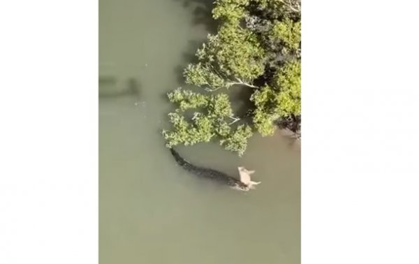 Убивший свинью голодный крокодил попал на видео - (видео)