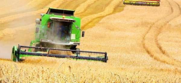 Украина собрала почти 37 млн тонн зерна - «Экономика»