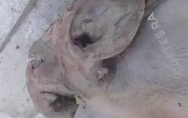 В Аргентине родился мутант свиньи с мордой слона - (видео)