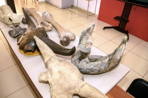 В Азове нашли бесхозную кость мамонта | Право | Общество - «Политика»