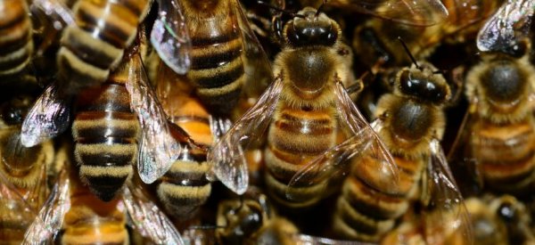 В Бразилии фермеры отравили полмиллиарда пчел - «Авто новости»