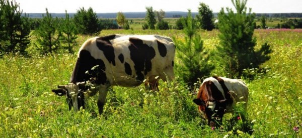 В Казахстане стремительно растет поголовье крупного рогатого скота - «Авто новости»