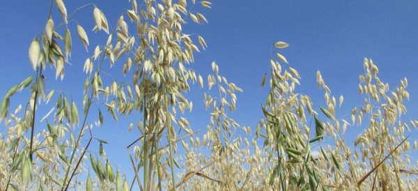 В Казахстане ждут средний урожай зерна - «Новости дня»