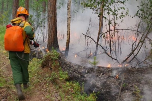 В Красноярском крае возбудили дело о халатности из-за лесных пожаров | Происшествия - «Политика»