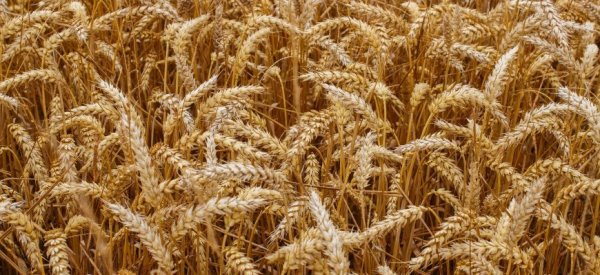 В пятницу котировки пшеницы в США развернулись вверх - «Культура»