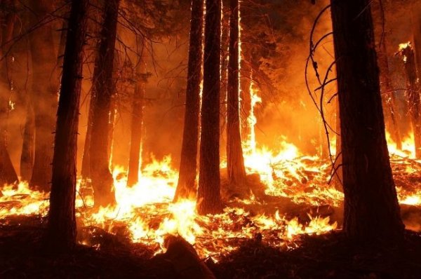В РФ за сутки ликвидировали более 50 лесных пожаров | Происшествия - «Происшествия»