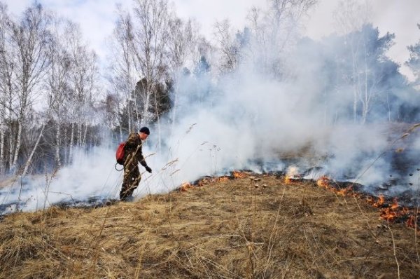 В России за сутки потушили 70 лесных пожаров | Происшествия - «Происшествия»