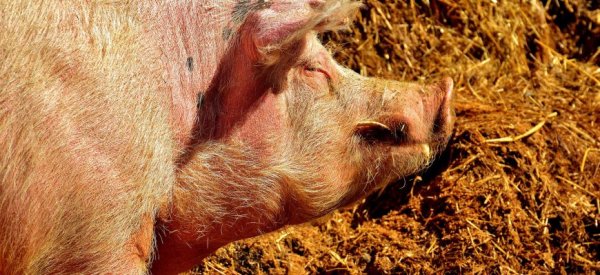 В США изменят систему убоя свиней - «Новости дня»