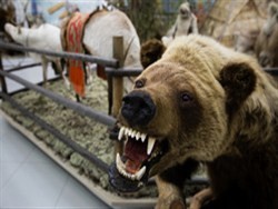 Медведь убил 12 лошадей депутата Госдумы - «Экономика»