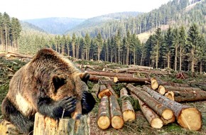 Нужно ли спасать русский лес от китайцев? - «Новости Дня»