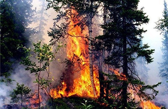 Площадь лесных пожаров в РФ за сутки выросла на 8 тыс. гектаров - «Экономика»