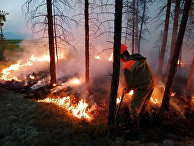 Politico (США): Трамп предлагает Путину помощь в борьбе с сибирскими лесными пожарами - «Общество»