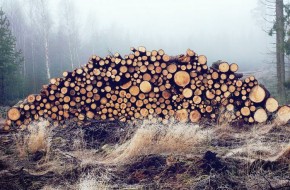 Россия предложила Китаю подумать о сибирских лесах - «Новости Дня»