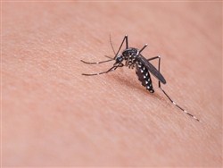 Россиян предупредили о смертельной эпидемии из-за распространившихся в стране комаров - «Новости дня»