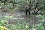В городских реках Уссурийска продолжается подъем воды - «Новости Уссурийска»