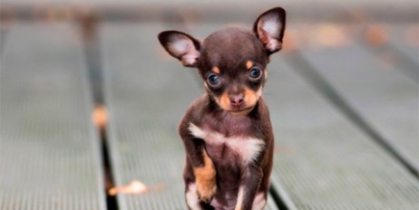 В Херсоне собака спасла жизнь хозяину, который решил повеситься - «Автоновости»
