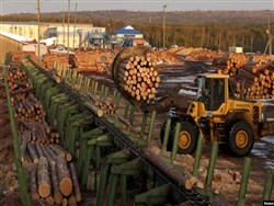 В России нехватка леса в Сибири — часть сгорела, часть вырубили - «Здоровье»