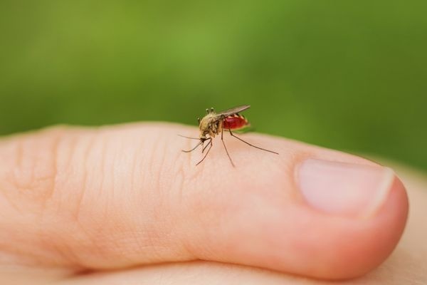 Жителей России предупредили о смертельно опасных комарах - «Новости Дня»