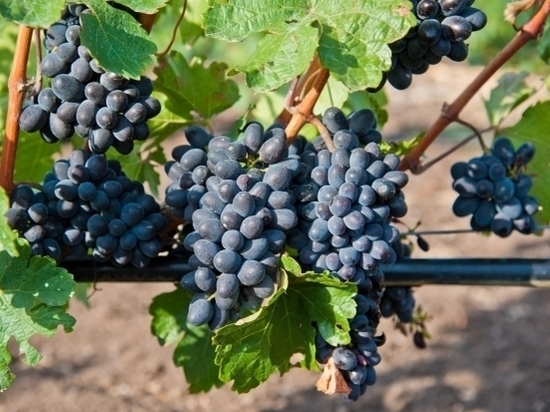 Чем полезны виноградные косточки, рассказали медики