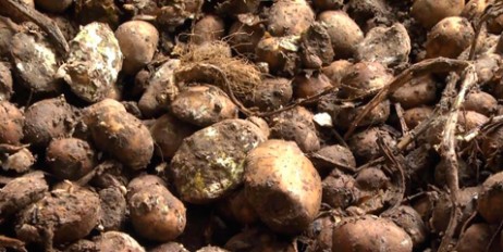 Четверо россиян насмерть отравились газом от гнилого картофеля - «Автоновости»