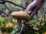 Guardian (Великобритания): когда умер мой муж, пережить горе мне помогли походы за грибами - «Общество»