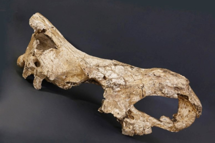 Из зуба древнегрузинского носорога извлекли древнейшие образцы ДНК - «Новости Дня»