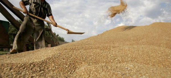 Цена на черноморскую пшеницу падает под давлением поставок из ЕС - «Спорт»