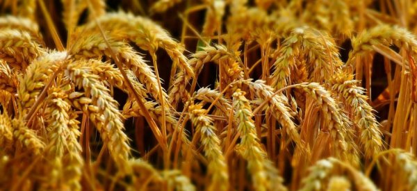 Июльский провал российских зерновых сменился августовским ростом - «Новости дня»