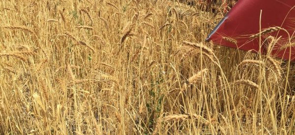 Из-за дождей снижается качество яровой пшеницы в США и Канаде - «Новости дня»
