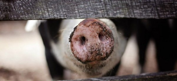 К чему может привести дефицит свинины в Китае? - «Новости дня»