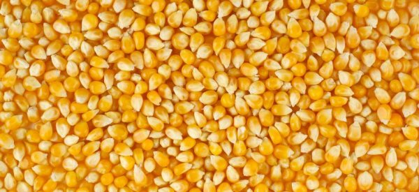 Мексика купила 1,5 млн. тонн кукурузы - «Новости дня»