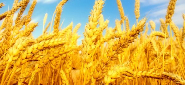 Мировые фьючерсы на пшеницу медленно ползут вверх - «Новости дня»