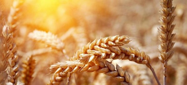 Мировые фьючерсы на пшеницу растут из-за волатильного рубля и тендера Алжира - «Новости дня»