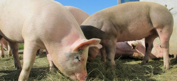 На мировом рынке растут цены на свинину из-за АЧС в Китае - «Спорт»