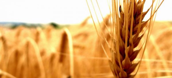 На мировых рынках цены на зерновые контракты немного подросли - «Политика»
