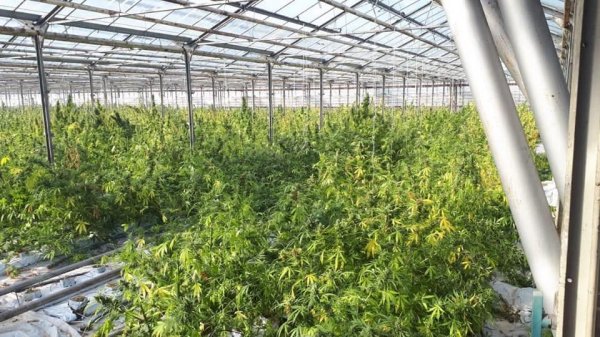 На Прикарпатье обнаружили огромную теплицу с марихуаной на 50 миллионов евро - «Спорт»