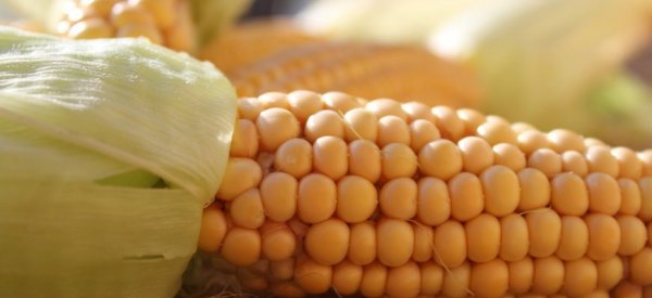 Новый урожай обрушил цены на кукурузу в России - «Новости дня»