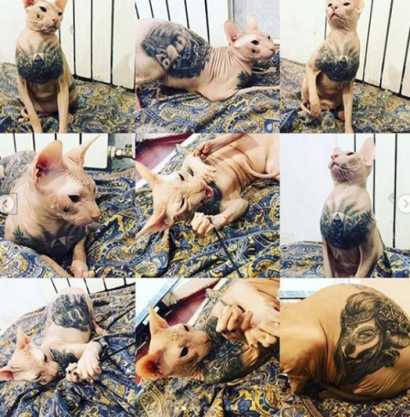 Под Екатеринбургом потерялся лысый кот в татуировках по кличке Бес