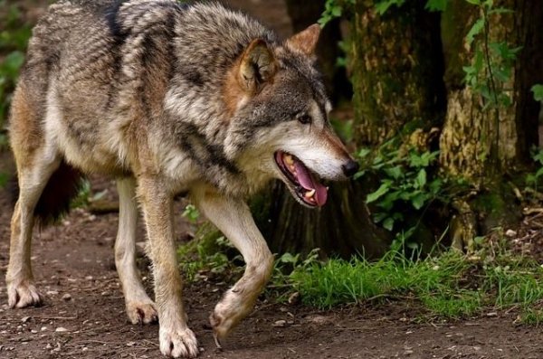 Под Симферополем волки покусали трех человек | Происшествия - «Политика»
